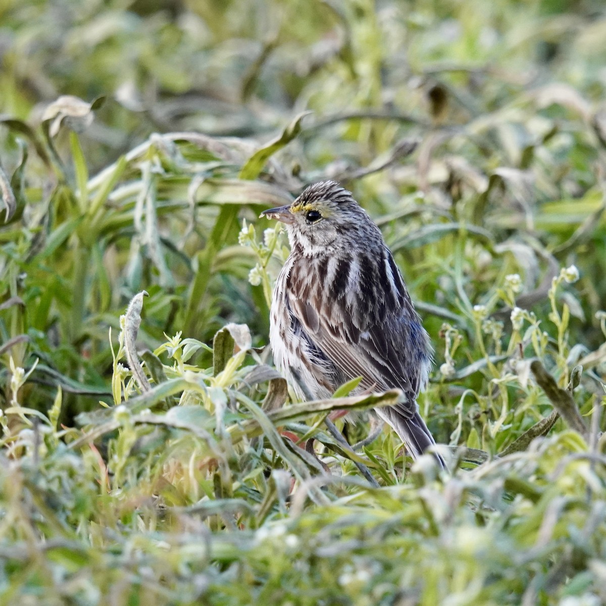 Savannah Sparrow - Matthew Mottern