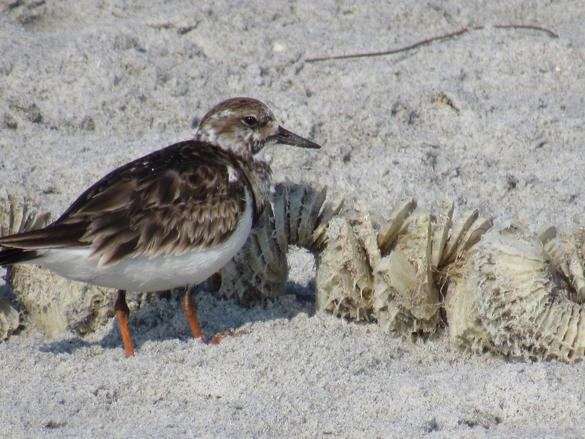 Ruddy Turnstone - ML619213434