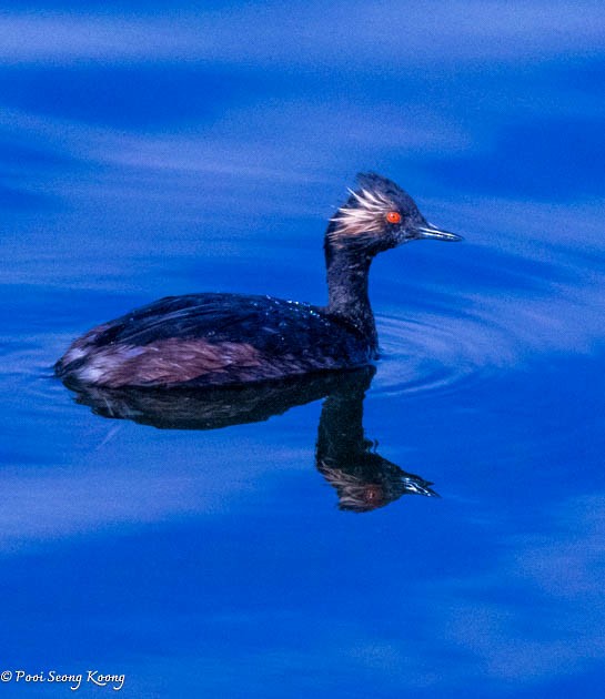 Eared Grebe - Pooi Seong Koong