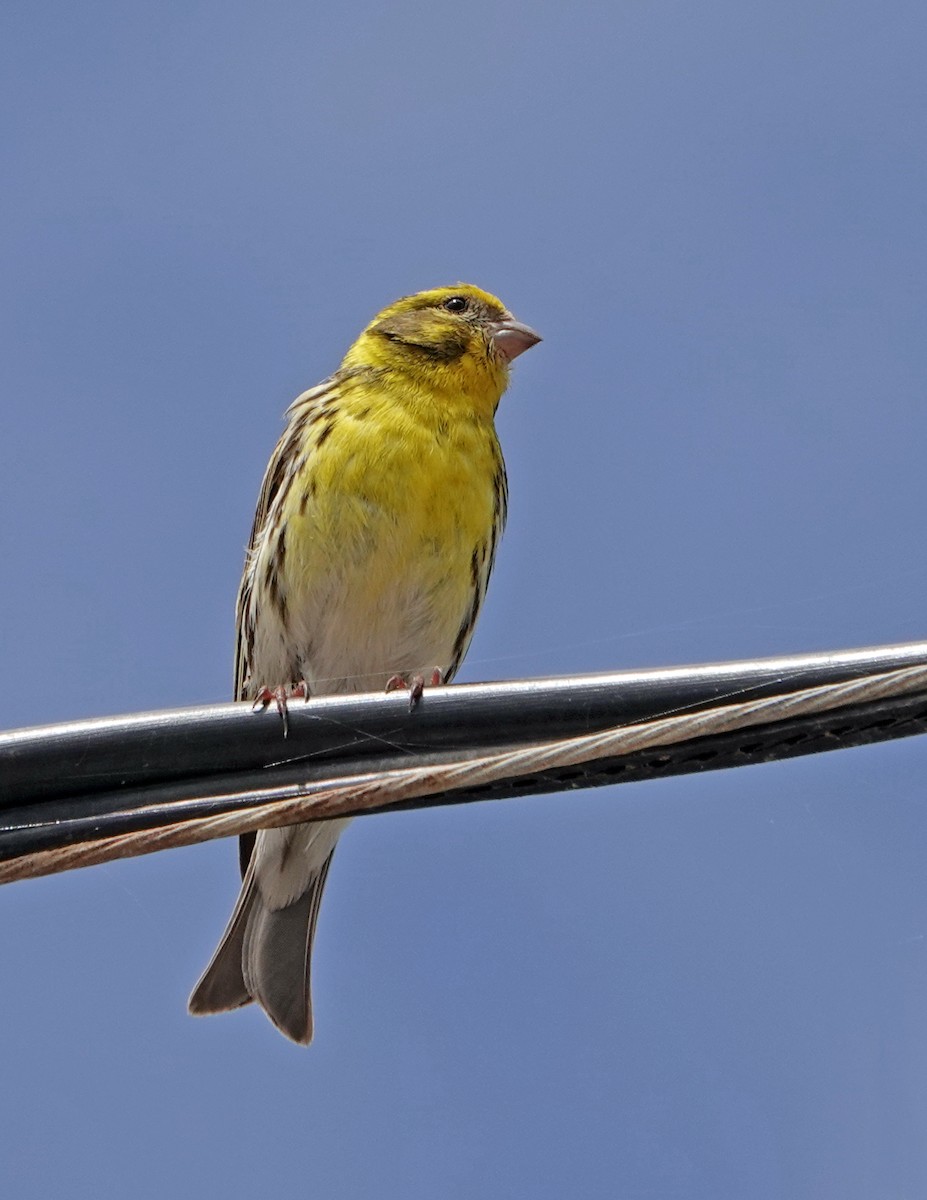 European Serin - Diane Drobka