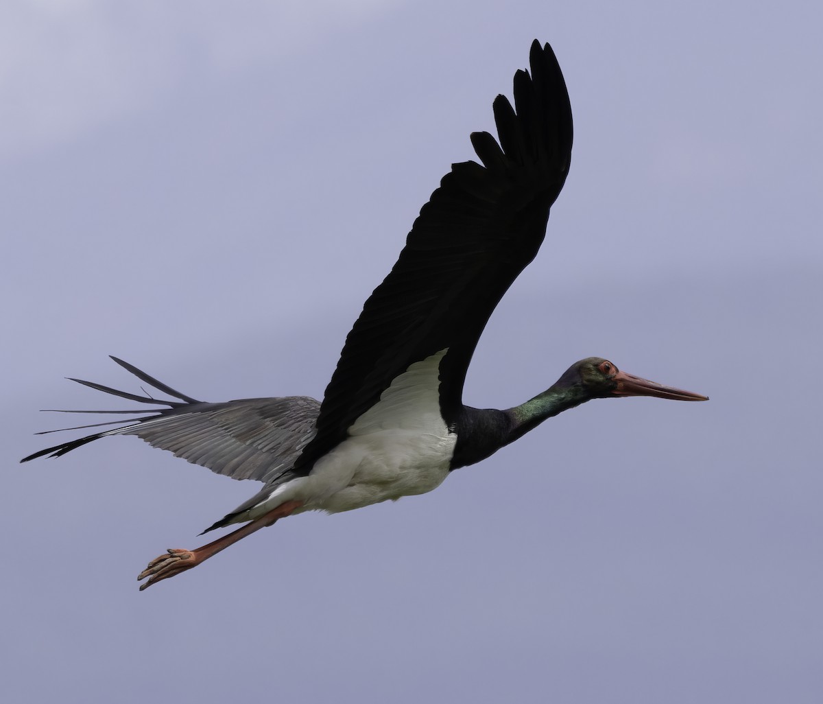Black Stork - Julie Morgan