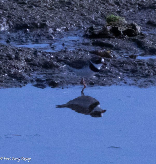 Semipalmated Plover - ML619213455