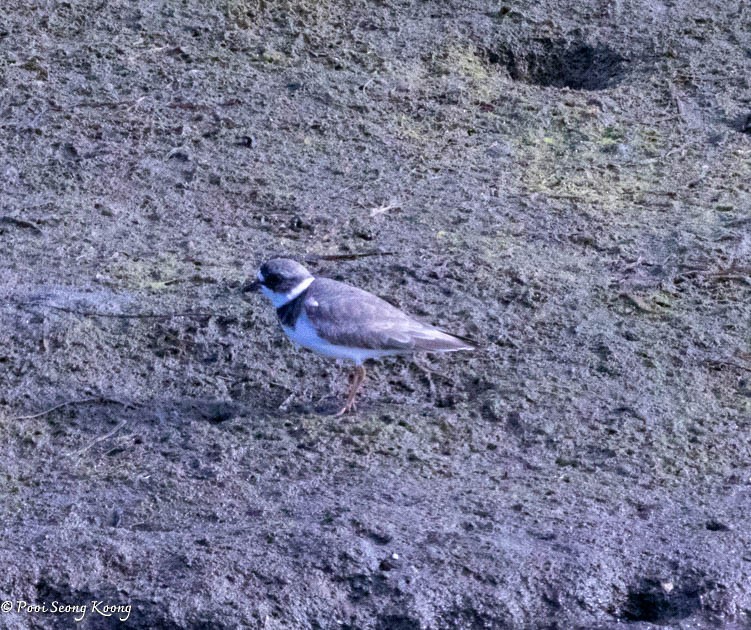 Semipalmated Plover - ML619213456