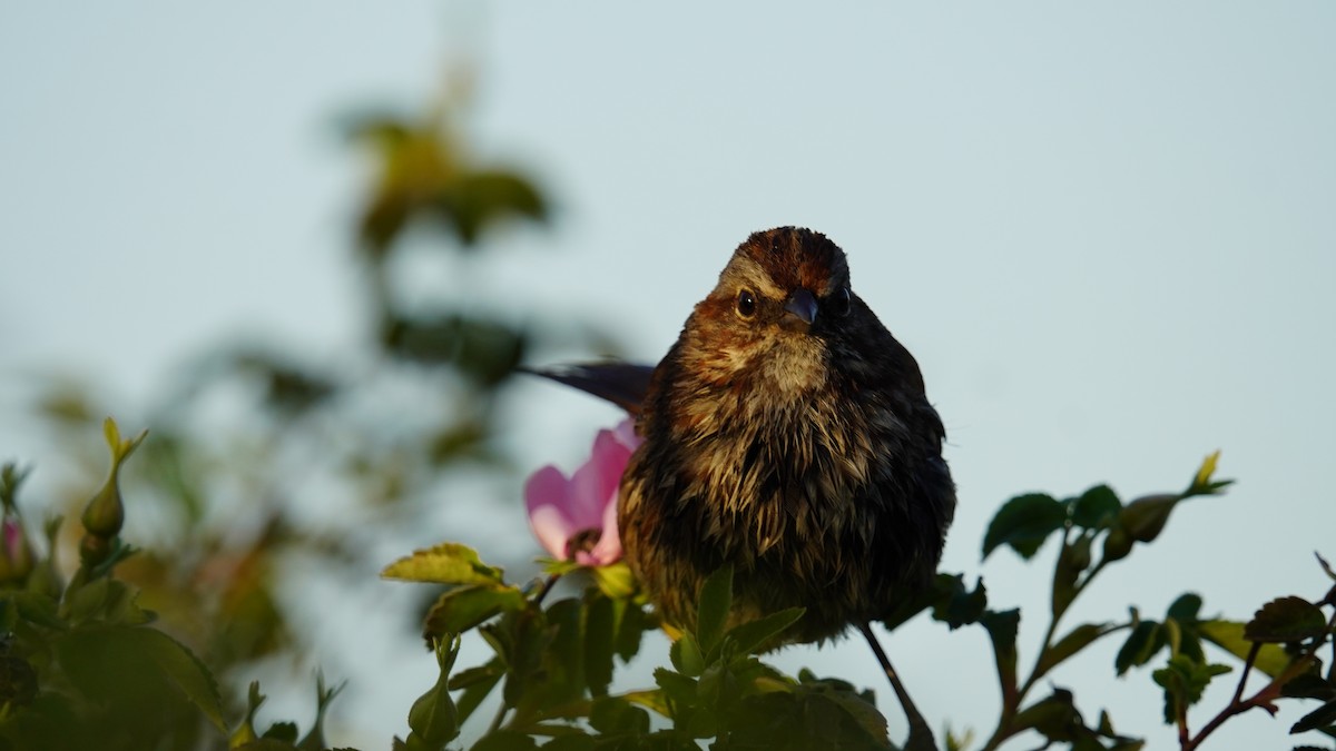 Song Sparrow - Matthew Mottern