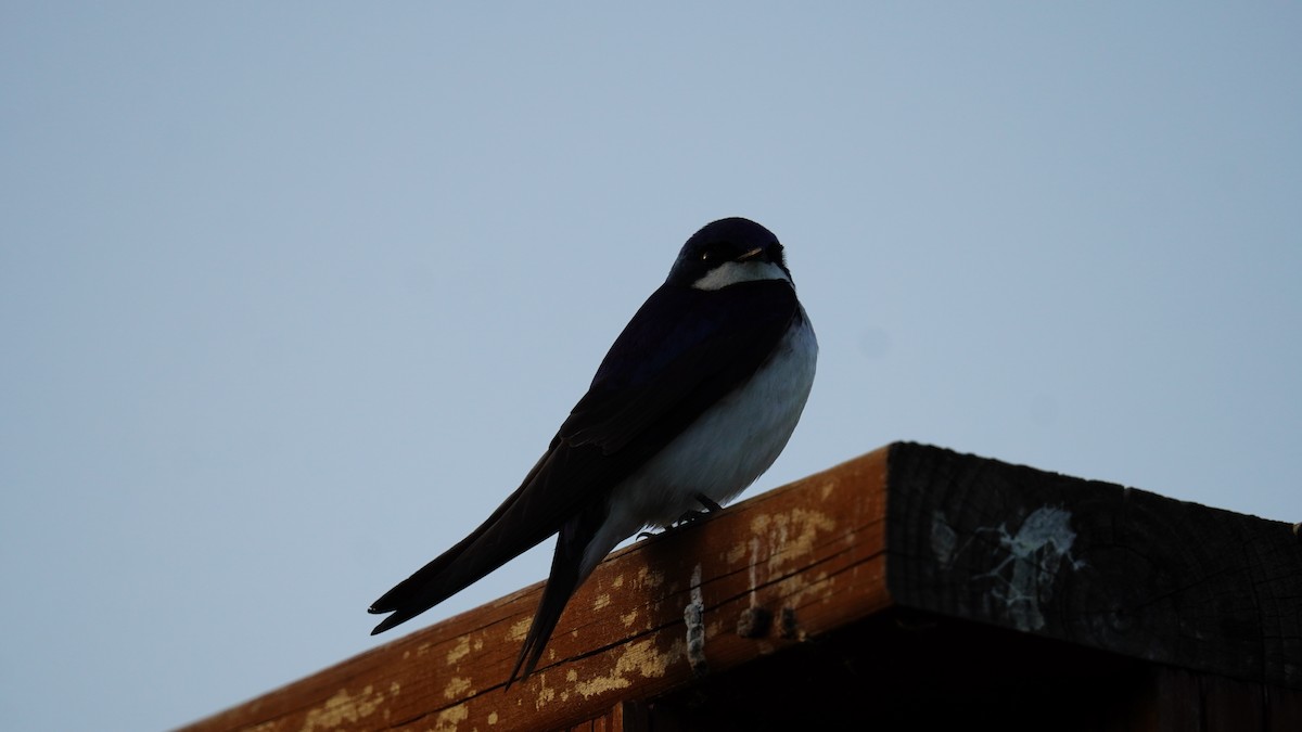 Tree Swallow - Matthew Mottern