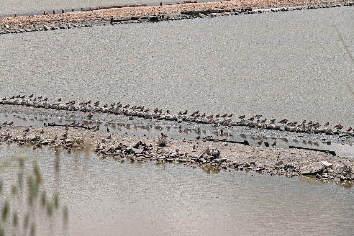 Dunlin - Diane Drobka