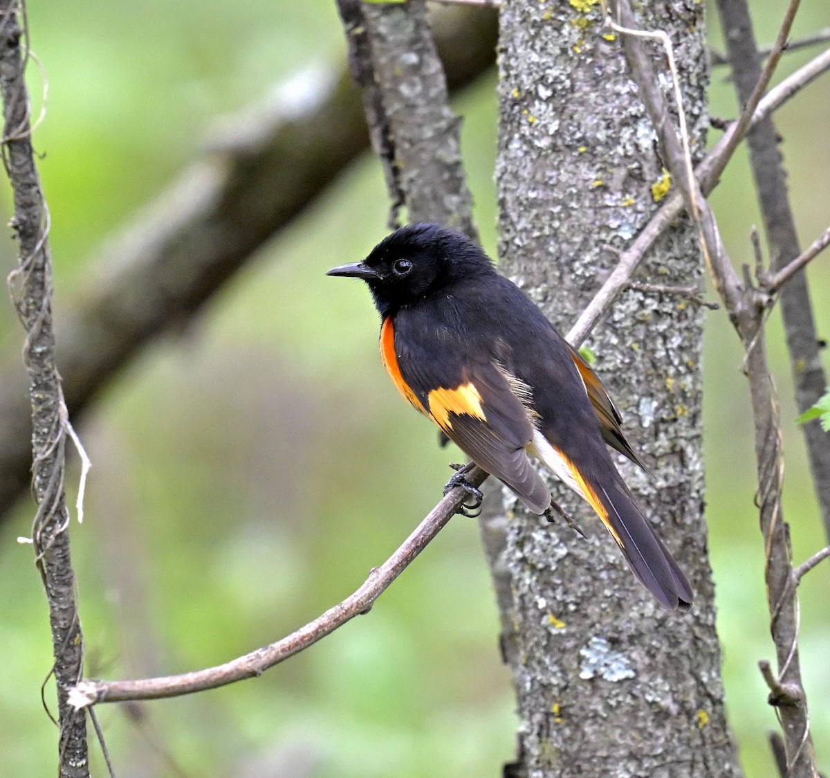 American Redstart - Eric Titcomb