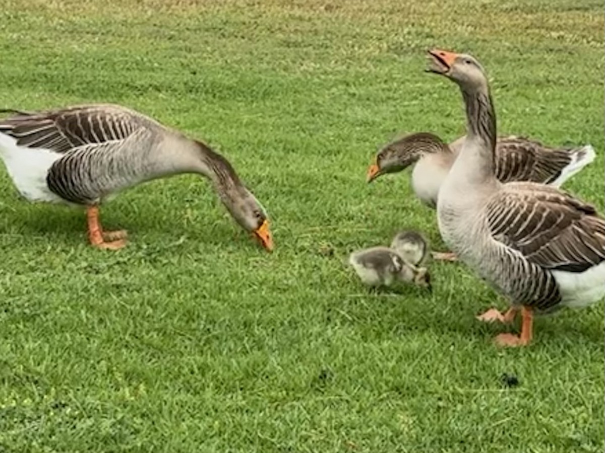 Graylag Goose (Domestic type) - ML619213504