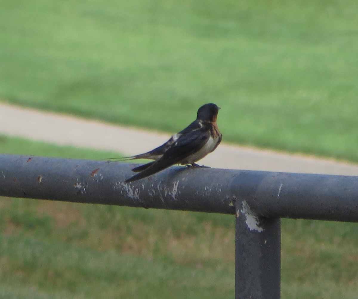 Barn Swallow - ML61921351