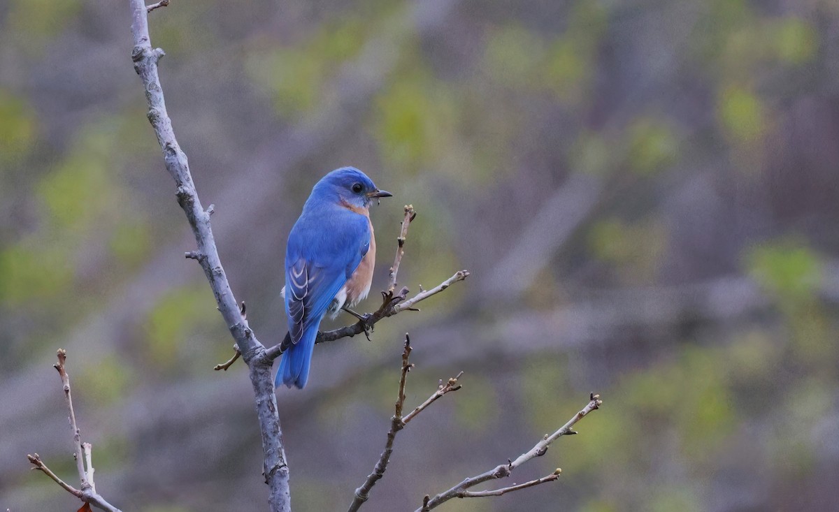 Eastern Bluebird - Channa Jayasinghe