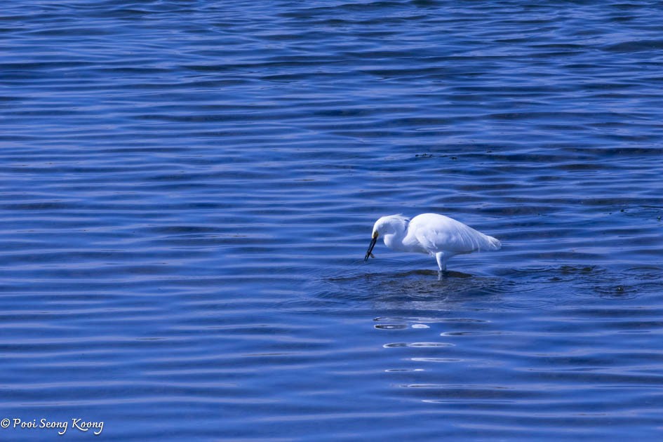 Snowy Egret - ML619213520