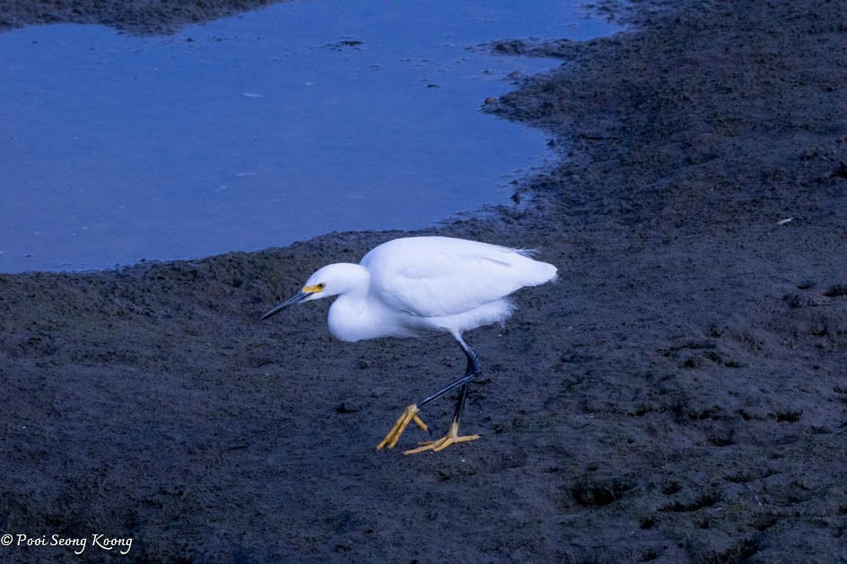 Snowy Egret - Pooi Seong Koong