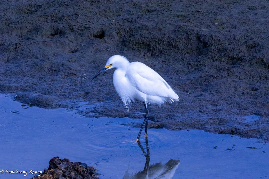 Snowy Egret - Pooi Seong Koong