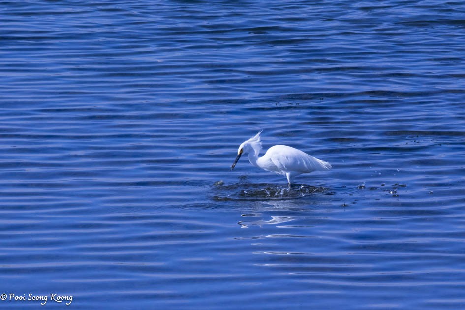 Snowy Egret - Pooi Seong Koong