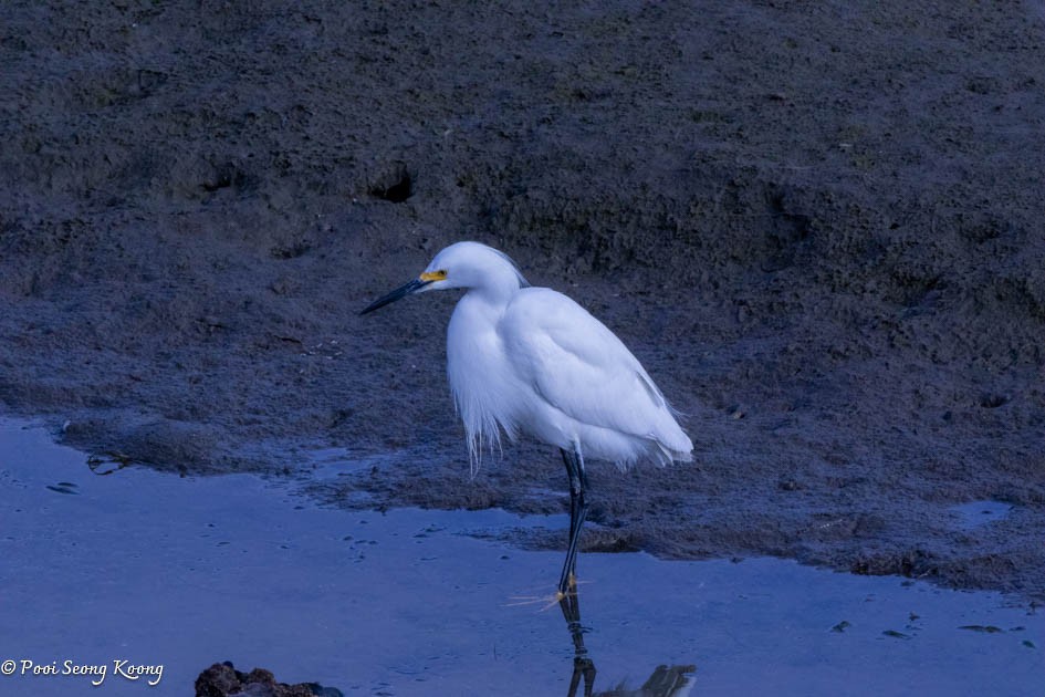 Snowy Egret - Pooi Seong Koong