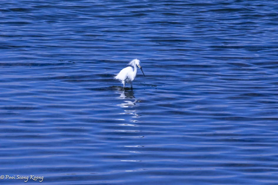 Snowy Egret - Pooi Seong Koong