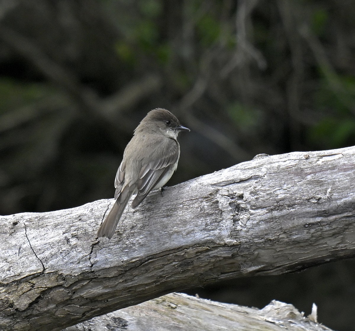 Eastern Phoebe - Eric Titcomb