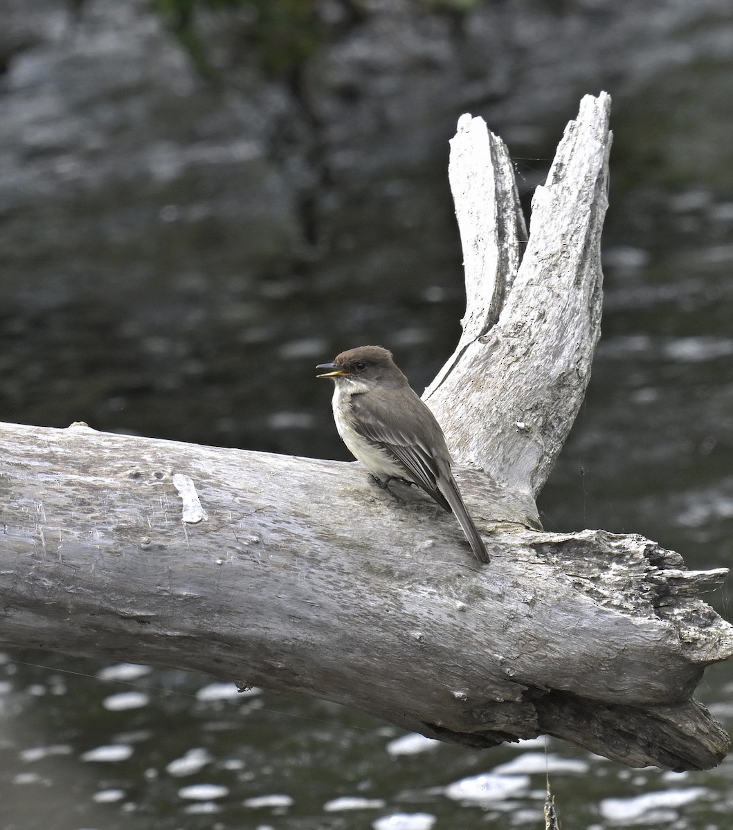 Eastern Phoebe - Eric Titcomb