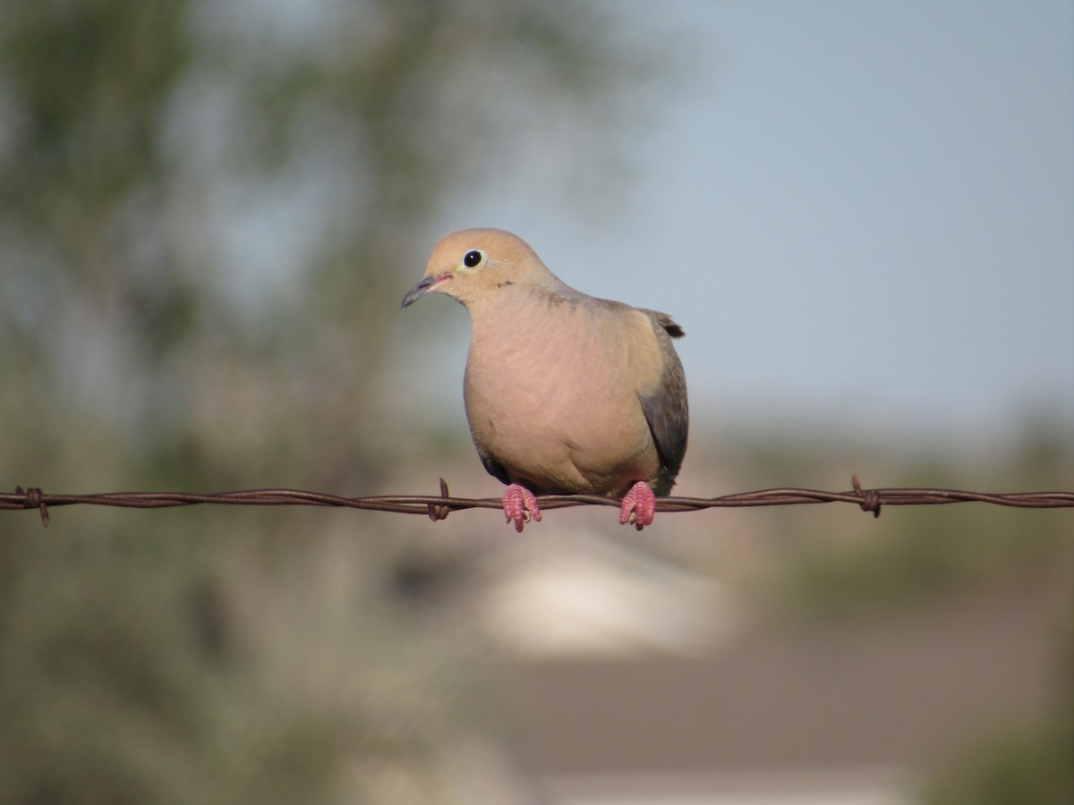 Mourning Dove - ML619213553