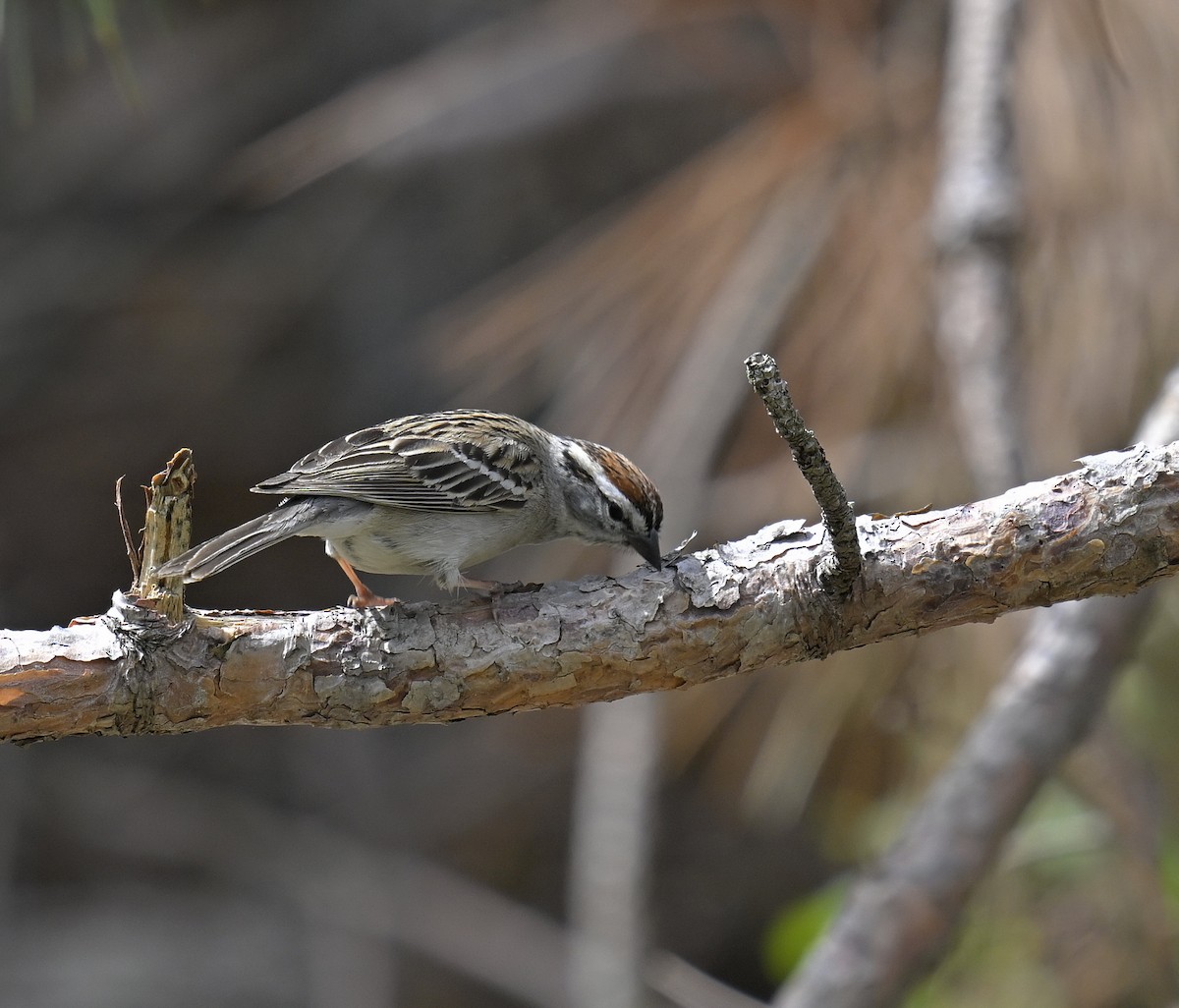 Chipping Sparrow - Eric Titcomb