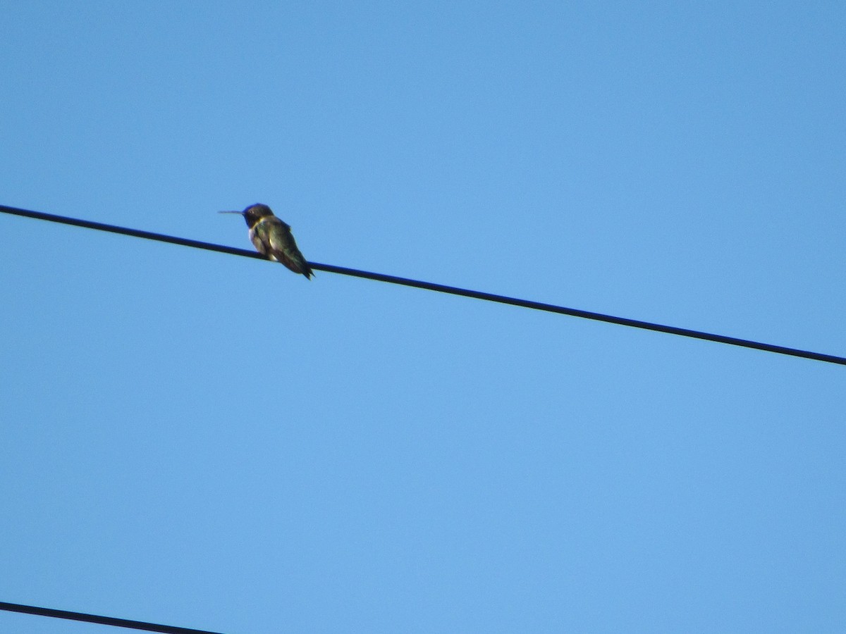 Black-chinned Hummingbird - ML619213560