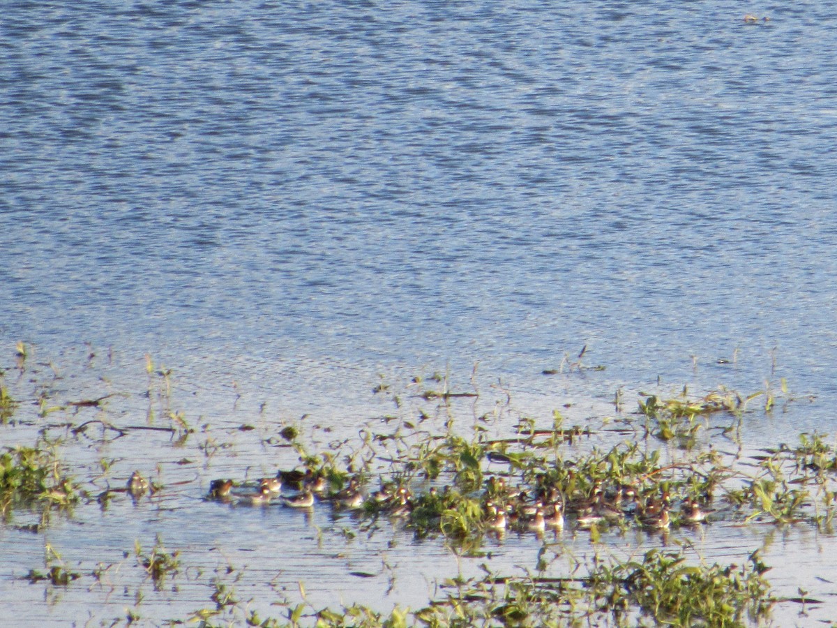 Red-necked Phalarope - ML619213565