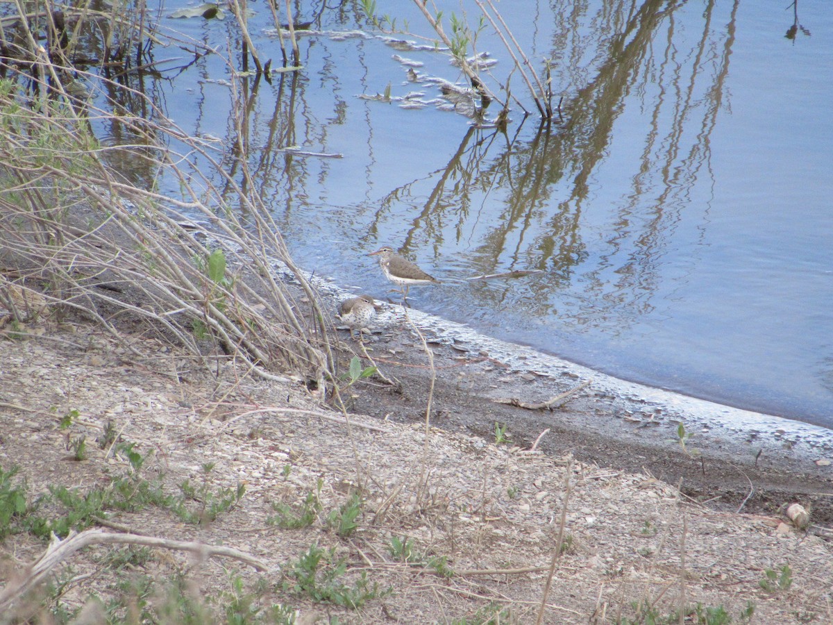 Spotted Sandpiper - ML619213569