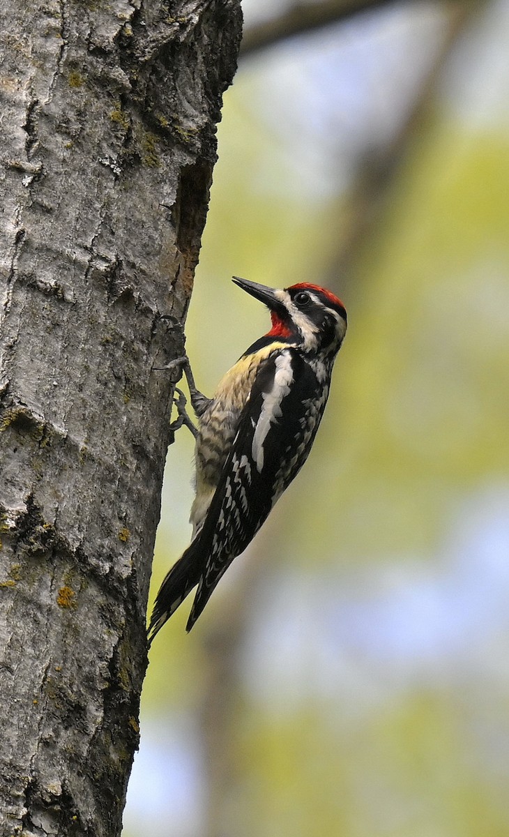 Yellow-bellied Sapsucker - Eric Titcomb