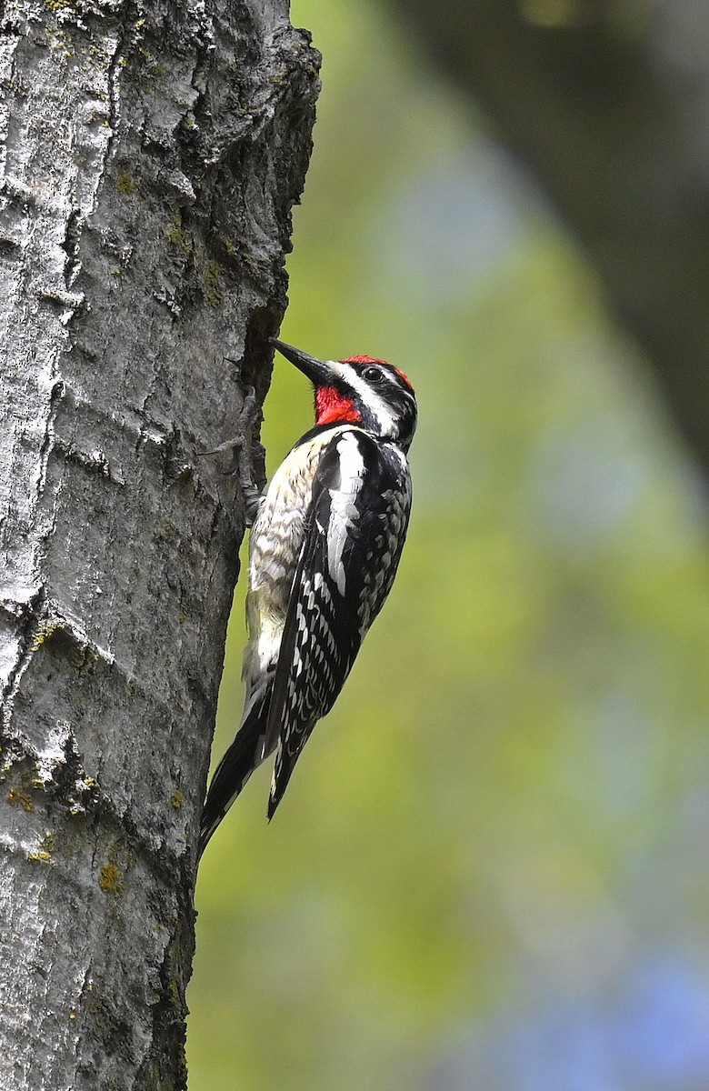 Yellow-bellied Sapsucker - Eric Titcomb