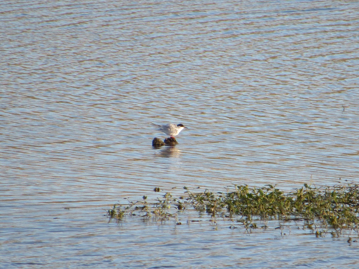 Forster's Tern - ML619213583