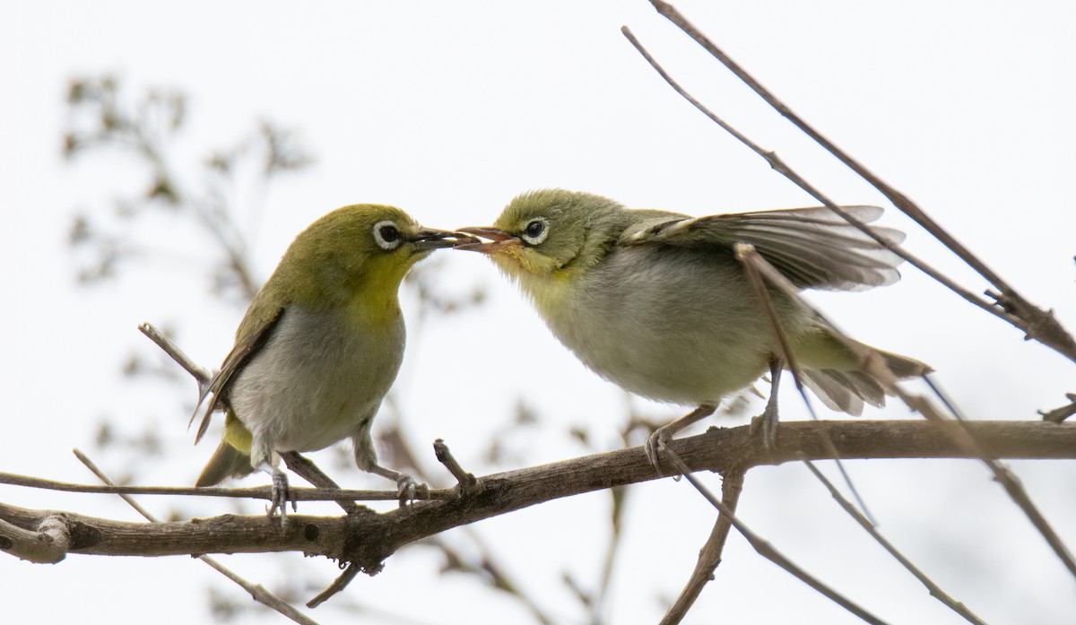 Swinhoe's White-eye - Kim Moore