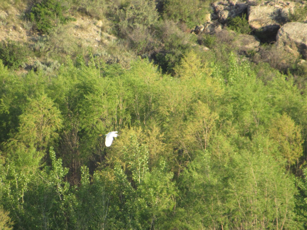 Snowy Egret - ML619213597