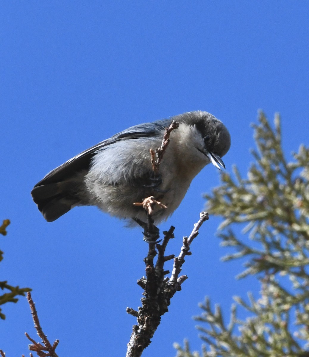 Pygmy Nuthatch - ML619213602