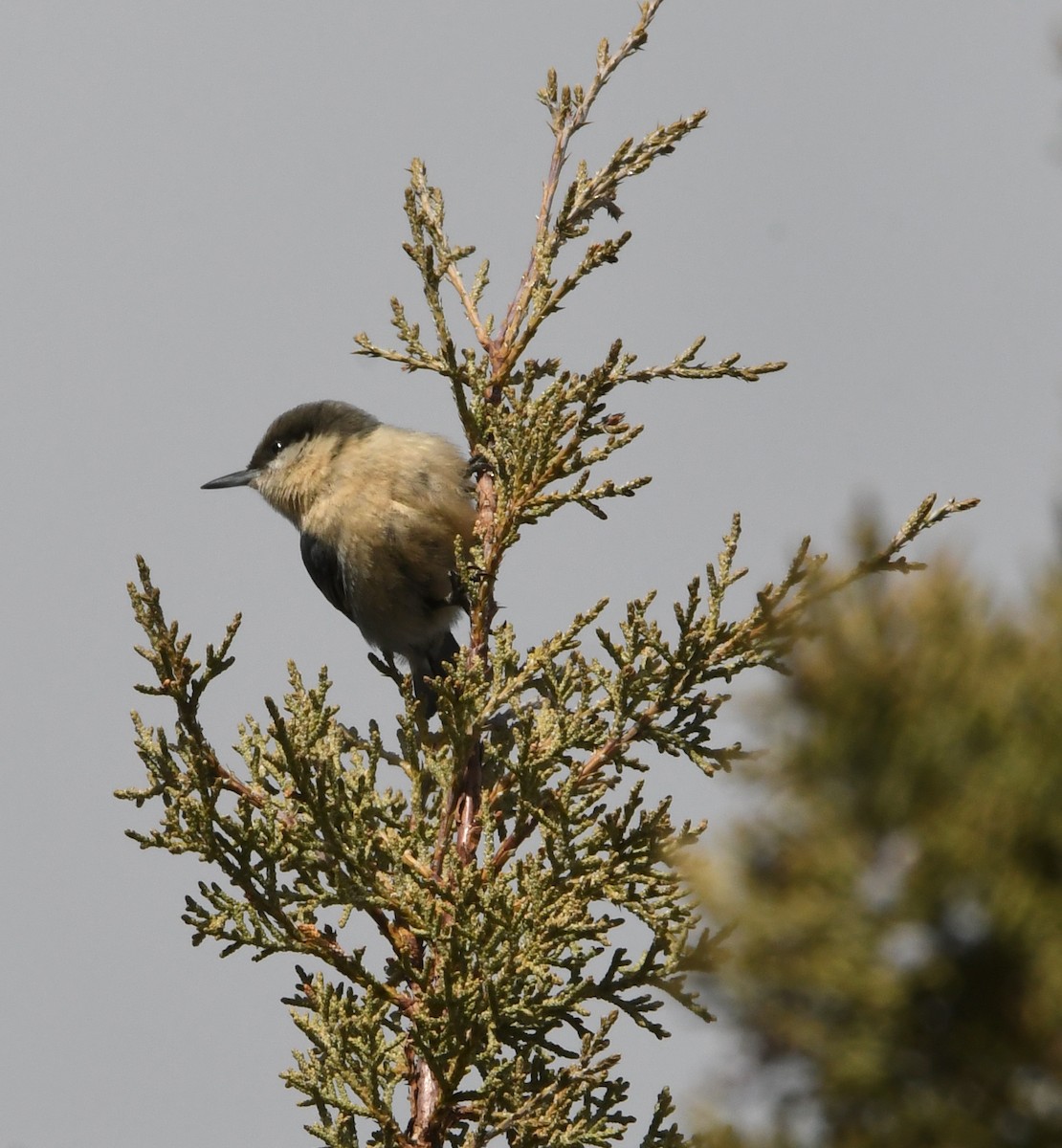 Pygmy Nuthatch - Nick Rothman