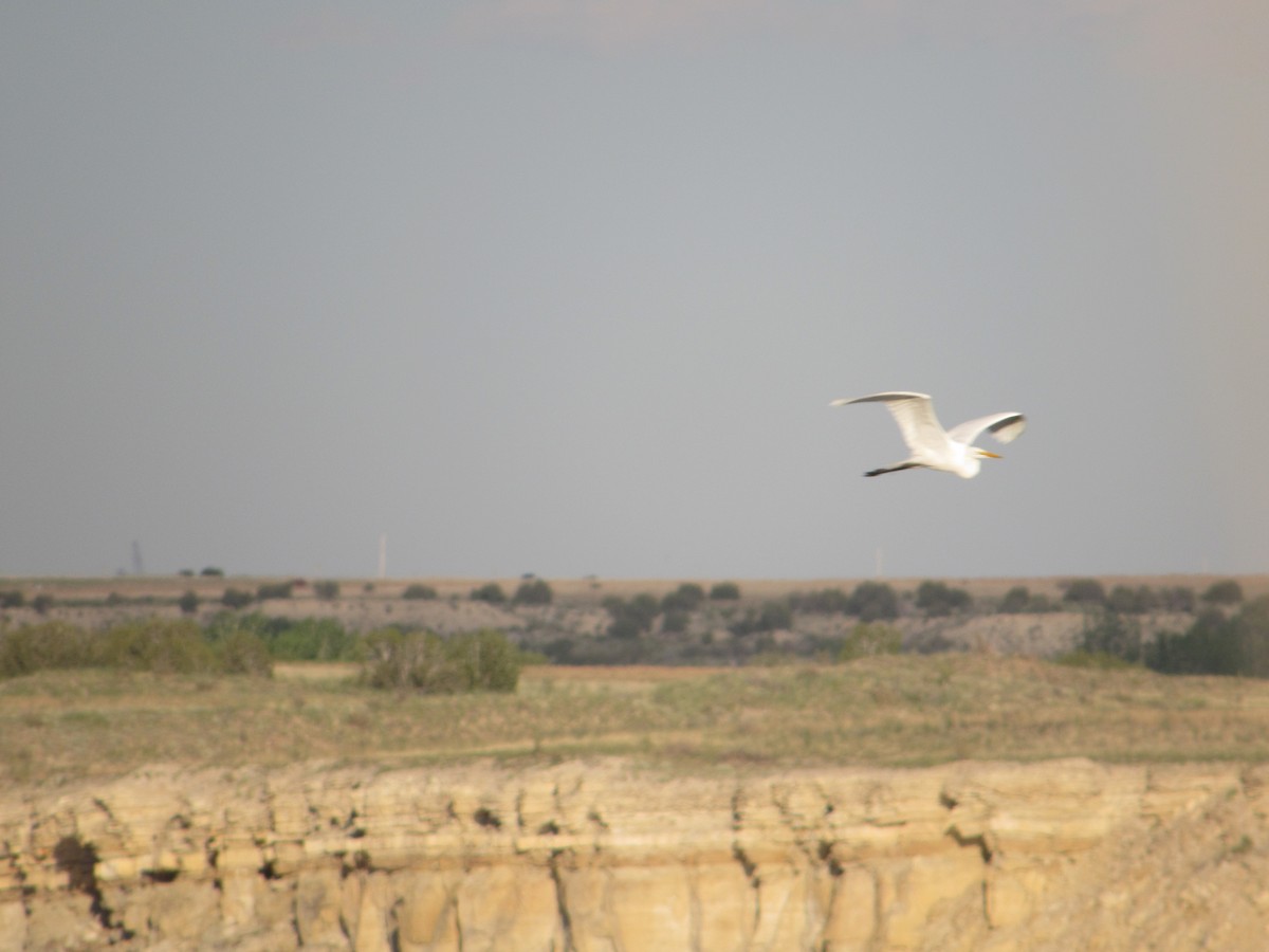 Great Egret - Gabe Curtis