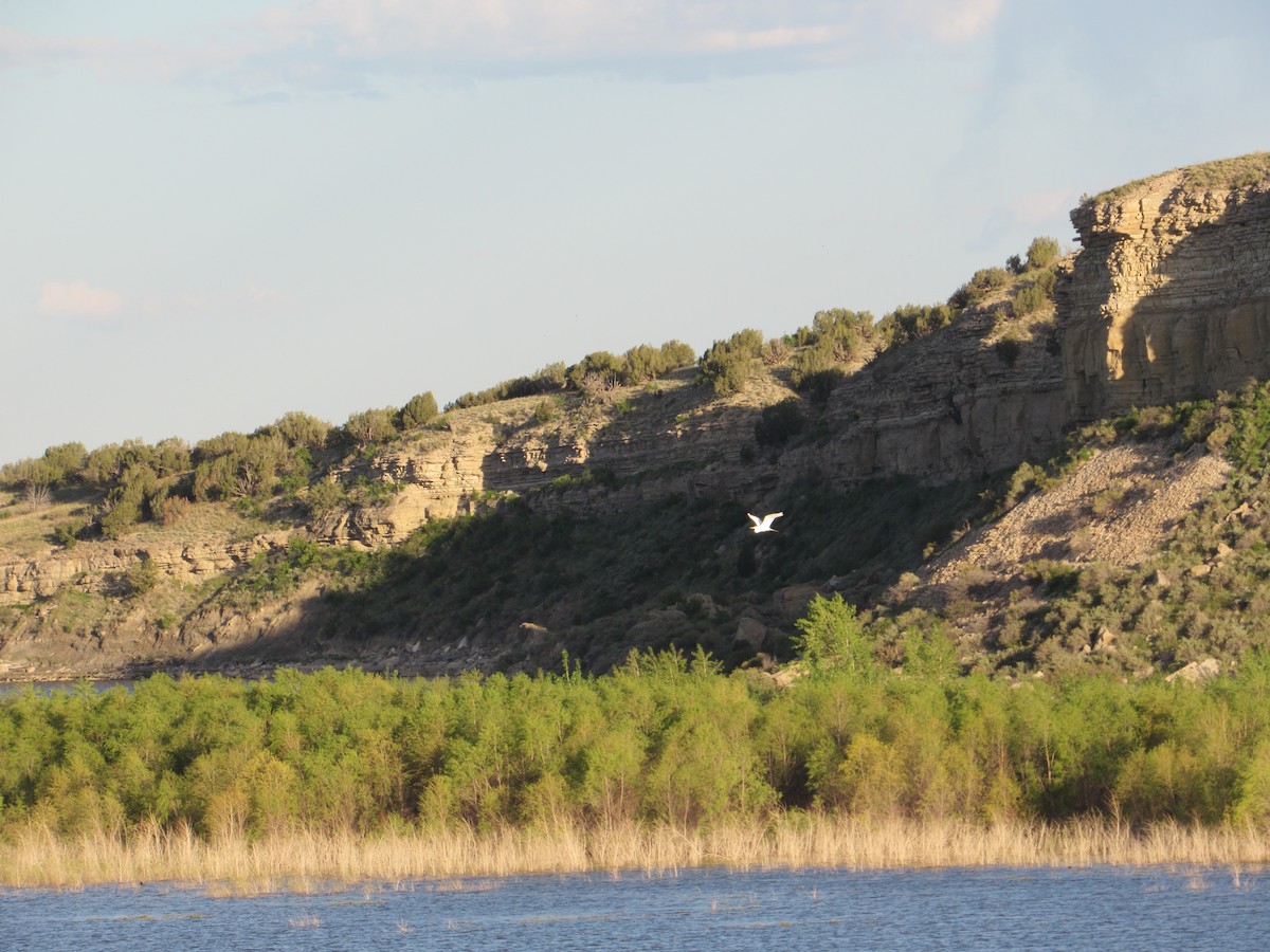 Great Egret - Gabe Curtis