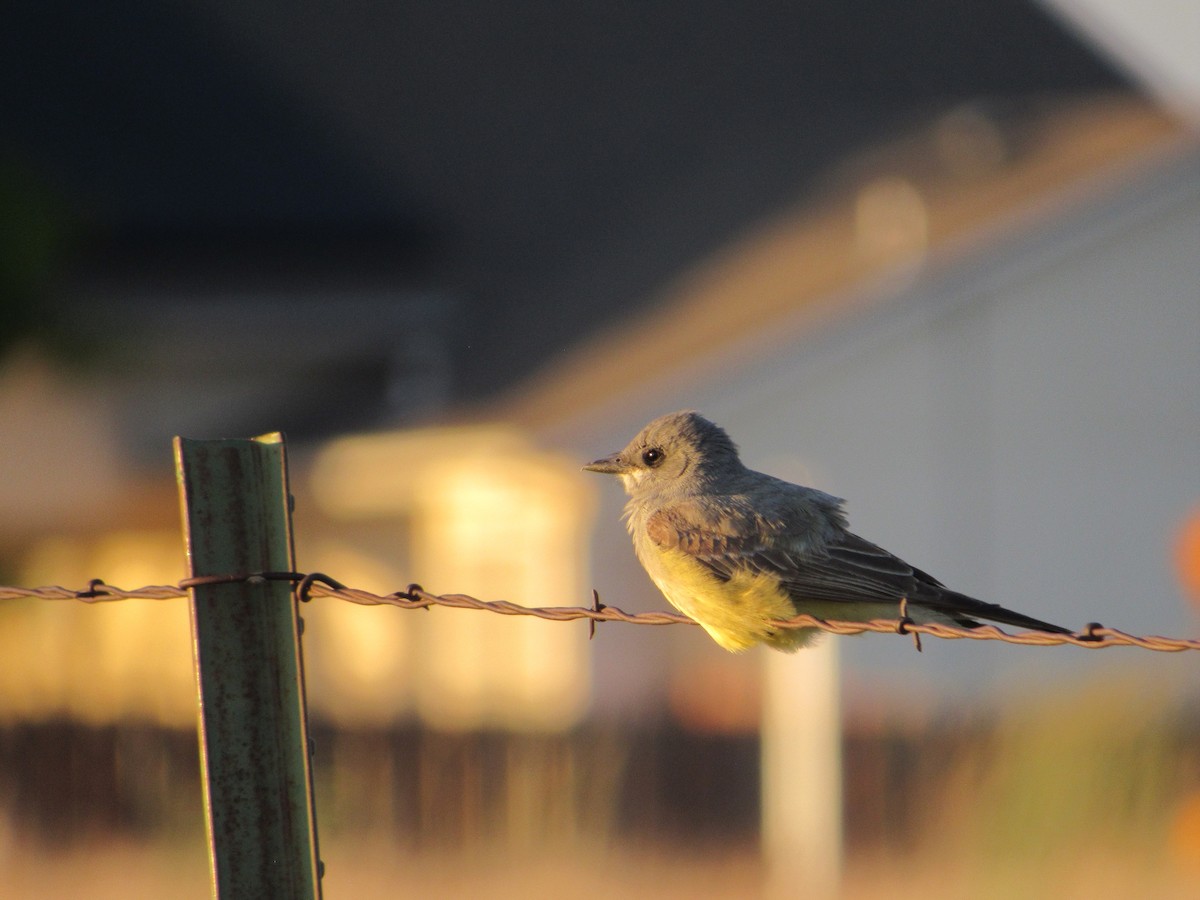 Western Kingbird - ML619213612