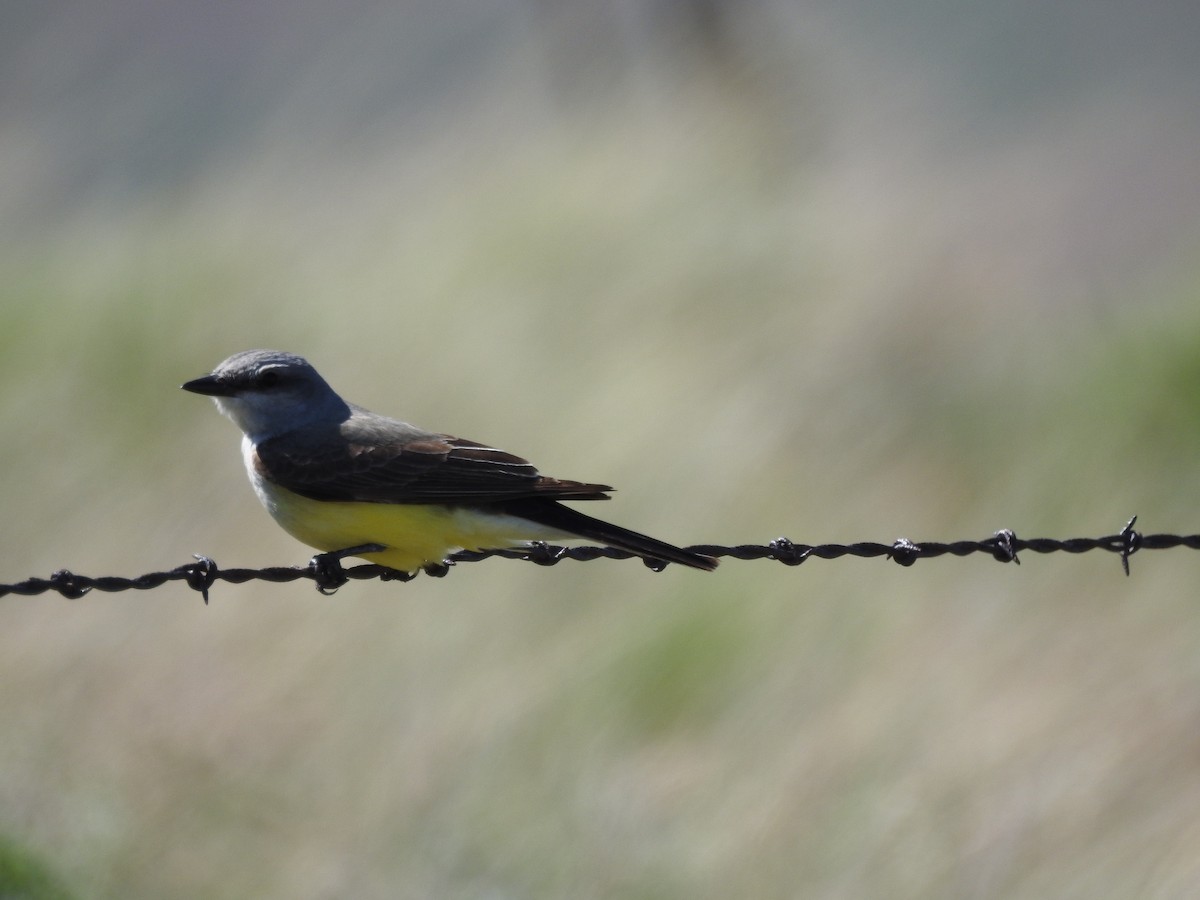 Western Kingbird - Patrick Gearin