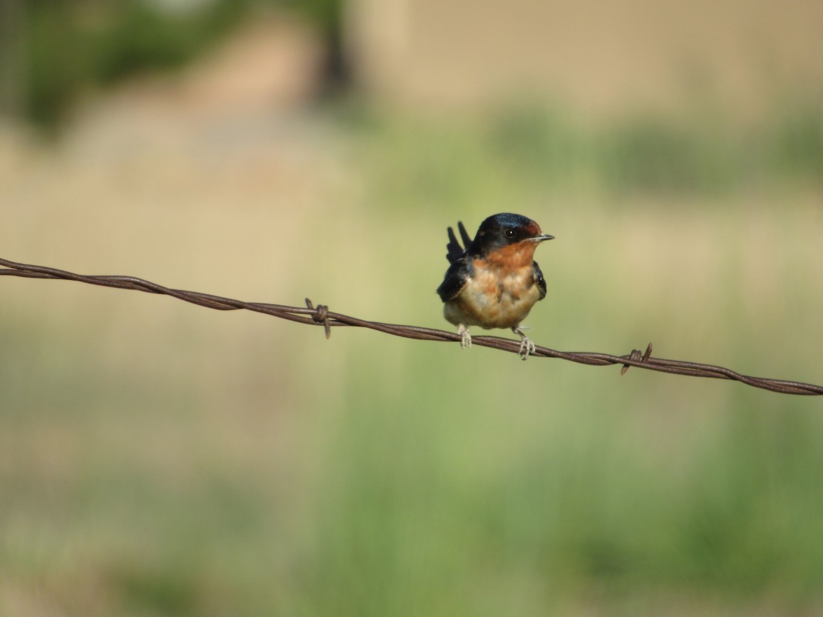 Barn Swallow - ML619213620