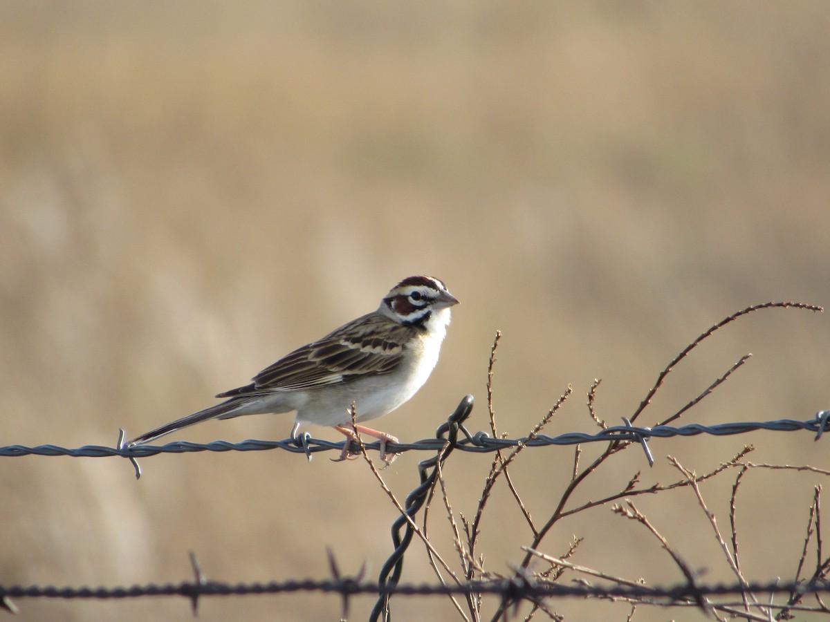 Lark Sparrow - ML619213625