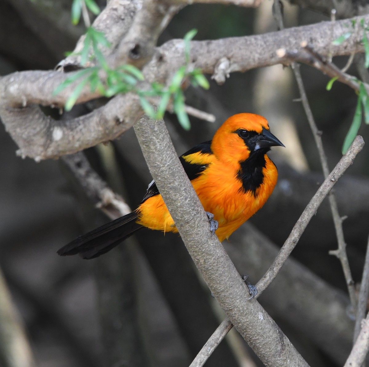 Hooded Oriole - Nick Rothman