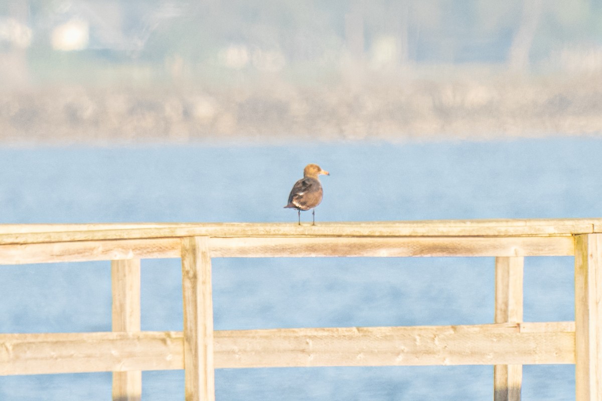 Heermann's Gull - Andrew Boycott