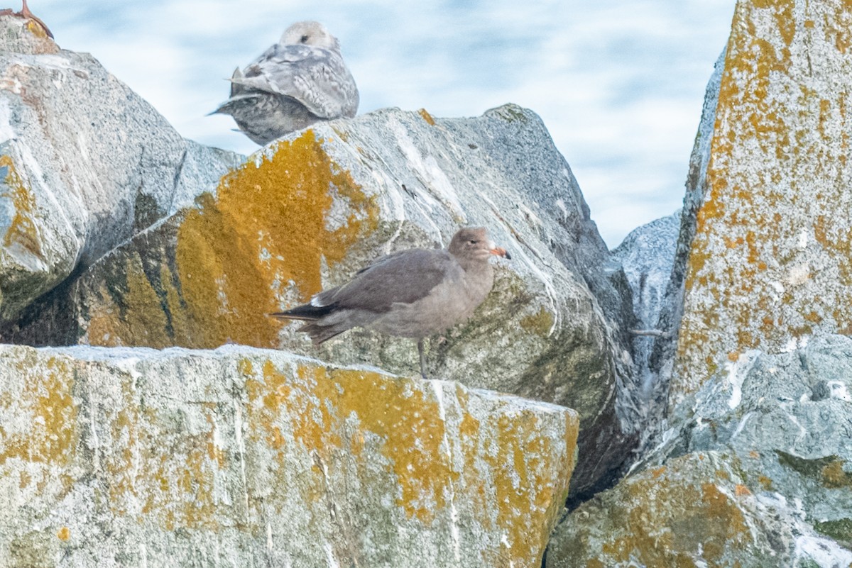 Heermann's Gull - Andrew Boycott