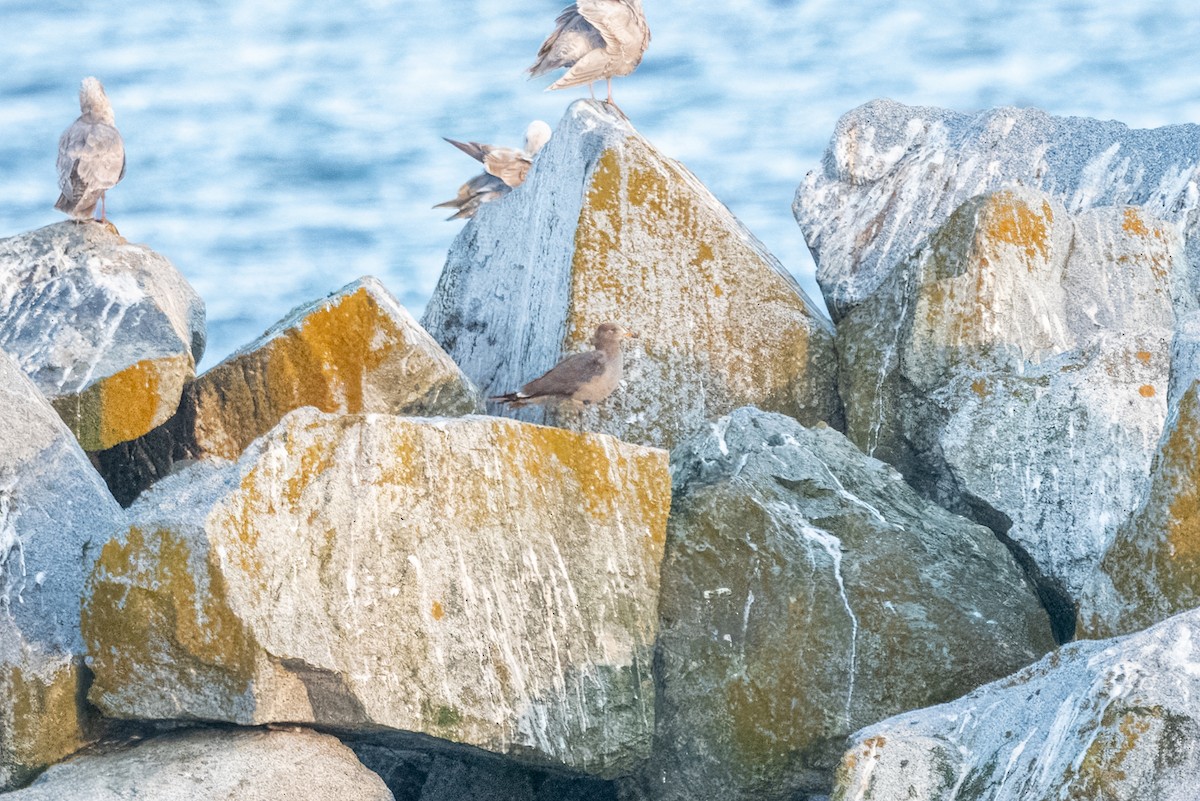 Heermann's Gull - Andrew Boycott