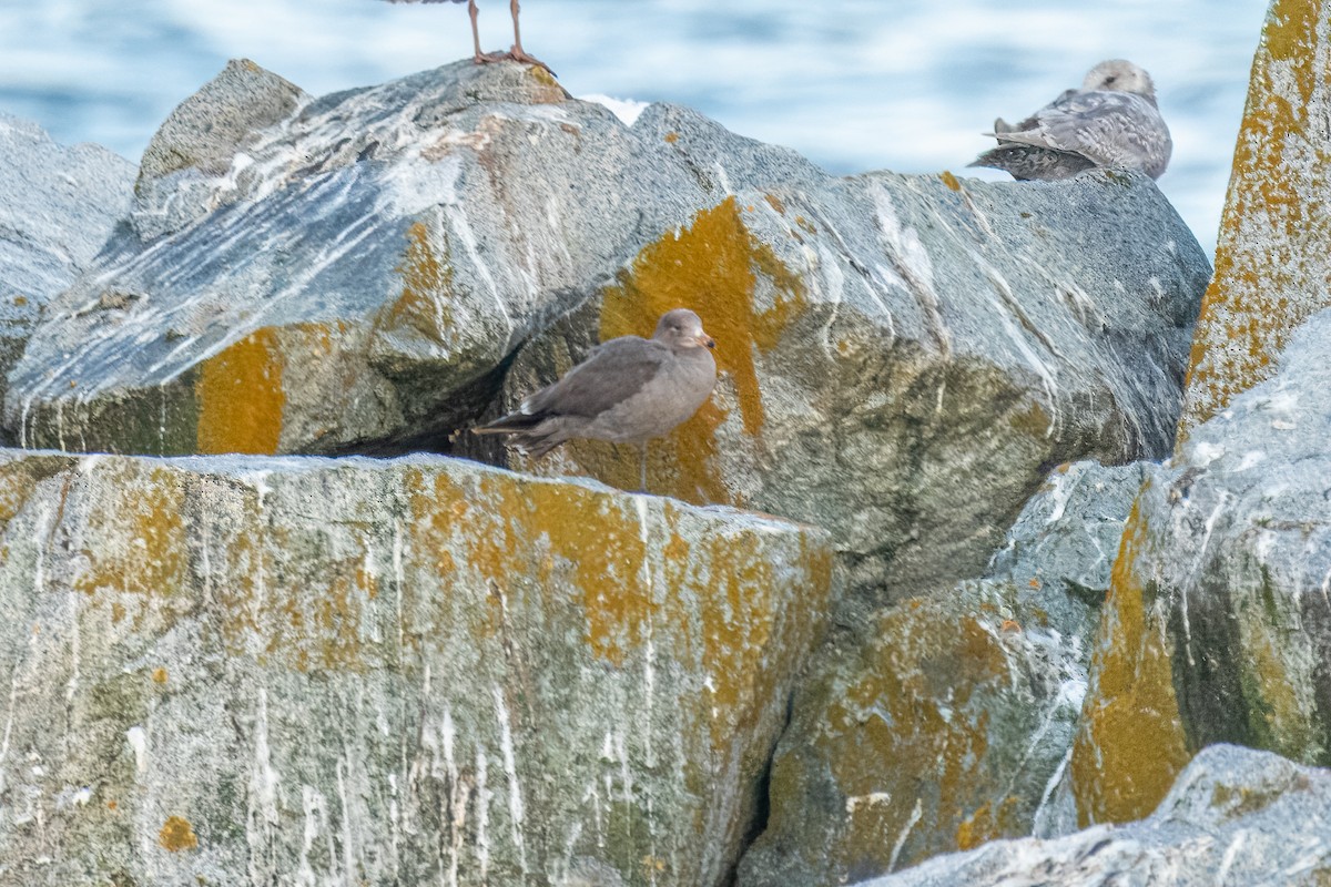 Heermann's Gull - Andrew Boycott