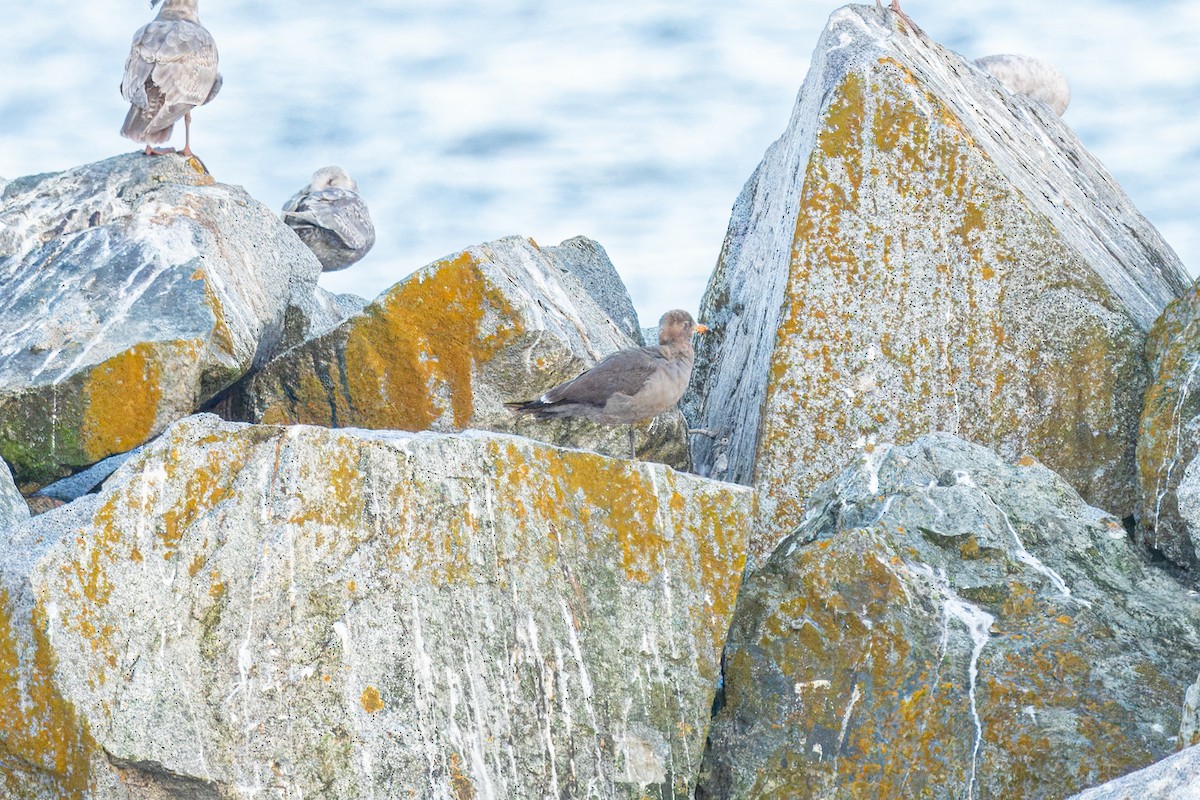 Heermann's Gull - Andrew Boycott