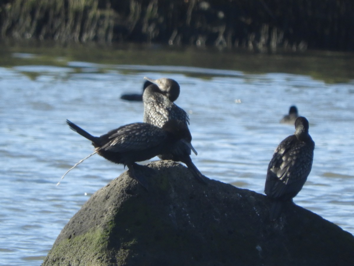 Little Black Cormorant - ML619213655