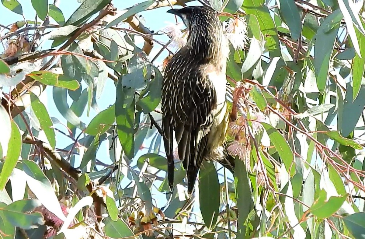 Red Wattlebird - Thalia and Darren Broughton