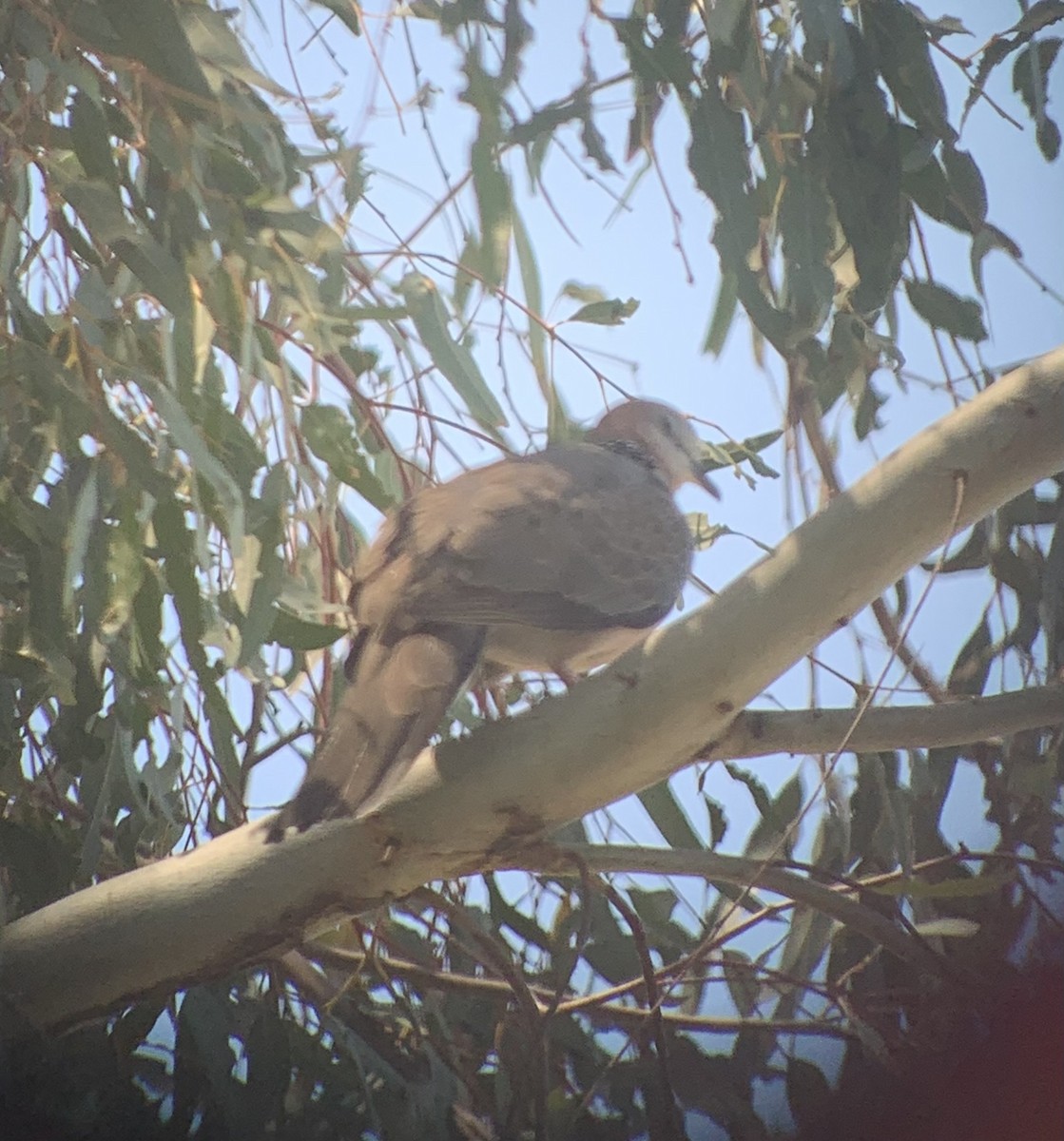 Spotted Dove - Derek Heins