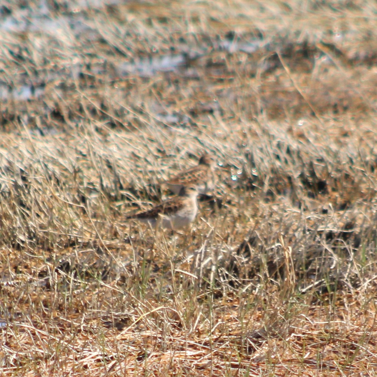 Least Sandpiper - ML619213672